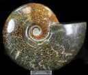 Cleoniceras Ammonite Fossil - Madagascar #32531-1